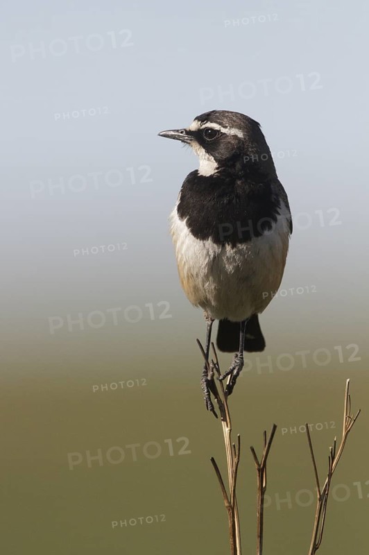Capped Wheatear (Oenanthe pileata), Gauteng, South Africa