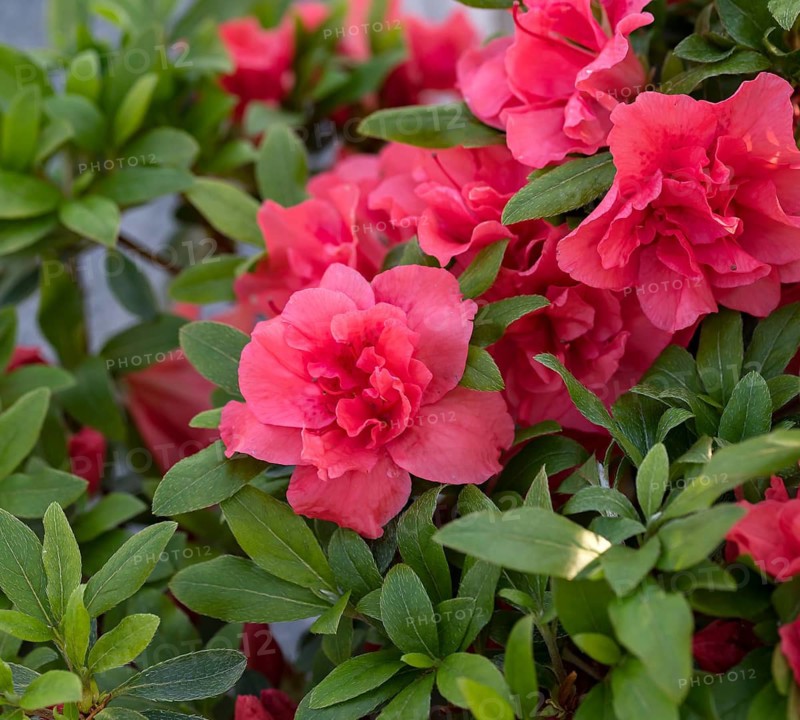 Japanese Azalea (Rhododendron GEISHA RED), BS Sämann, Germany