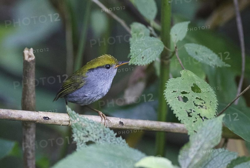Slaty-bellied Tesia (Tesia olivea), Mae Wong, Thailand