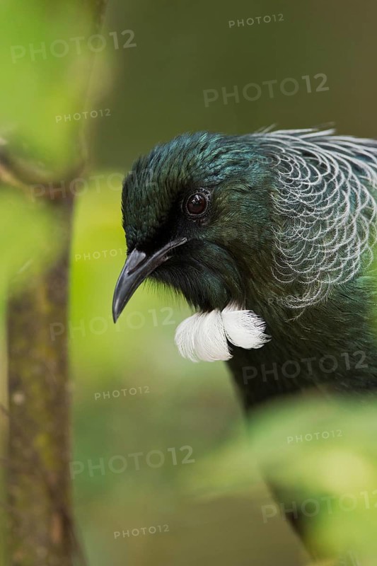 Close portrait of partially concealed tui