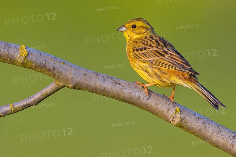 Yellowhammer (Emberiza citrinella) Bruant jaune, Escribano Cerillo, Ast, branch, Ormoz area, Ormoz, Podravska, Slovenia