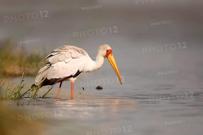 Yellow-billed Stork (Mycteria ibis) foraging, Lake Ziway, Ethiopia
