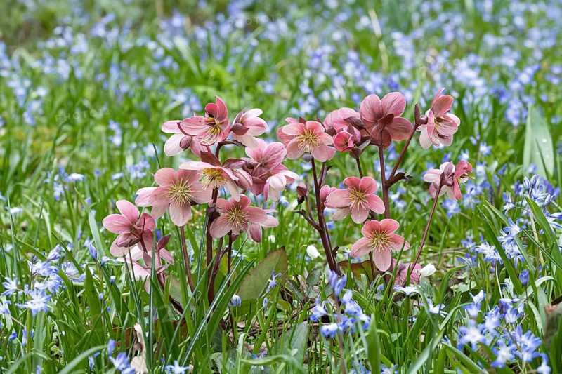 Lenzrose (Helleborus orientalis Hybride), Ellerhoop Tree Park, Germany