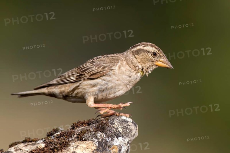 Rock Sparrow (Petronia petronia), Castile and Leon, Spain