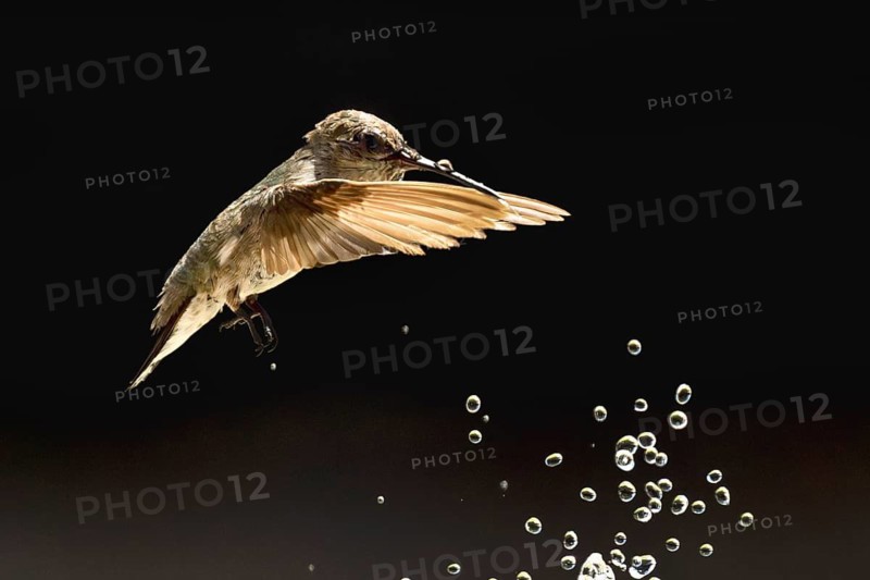 Anna's hummingbird (calypte anna) enjoying the water fountain drops