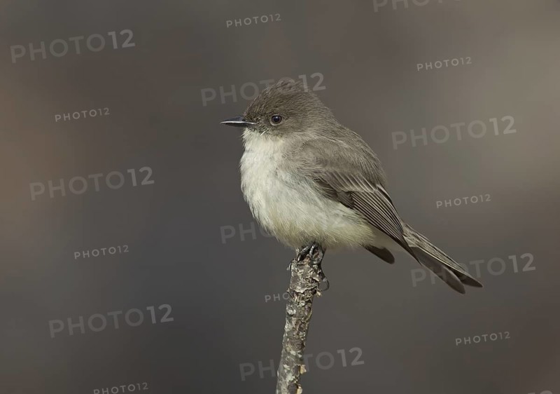 Eastern Phoebe (Sayornis phoebe), Ohio, USA