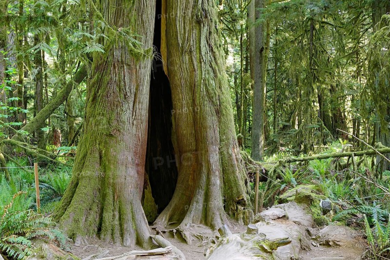 A massive, ancient tree with a hollow trunk, surrounded by dense forest vegetation, Douglas fir, last primeval forest, Vancouver Island, British Columbia, Canada