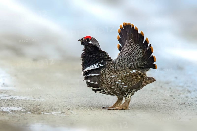 Spruce Grouse (Falcipennis canadensis) male, Alaska, USA