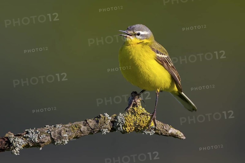 Western Yellow Wagtail (Motacilla flava) singing, North Rhine-Westphalia, Germany