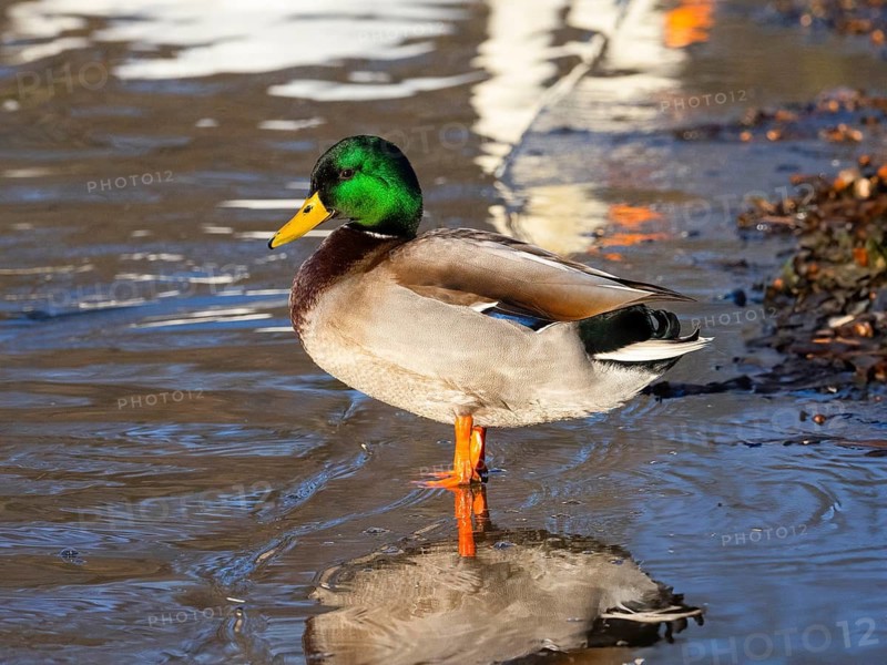 Mallard (Anas platyrhynchos), male duck resting at the side a lake, Hesse, Germany