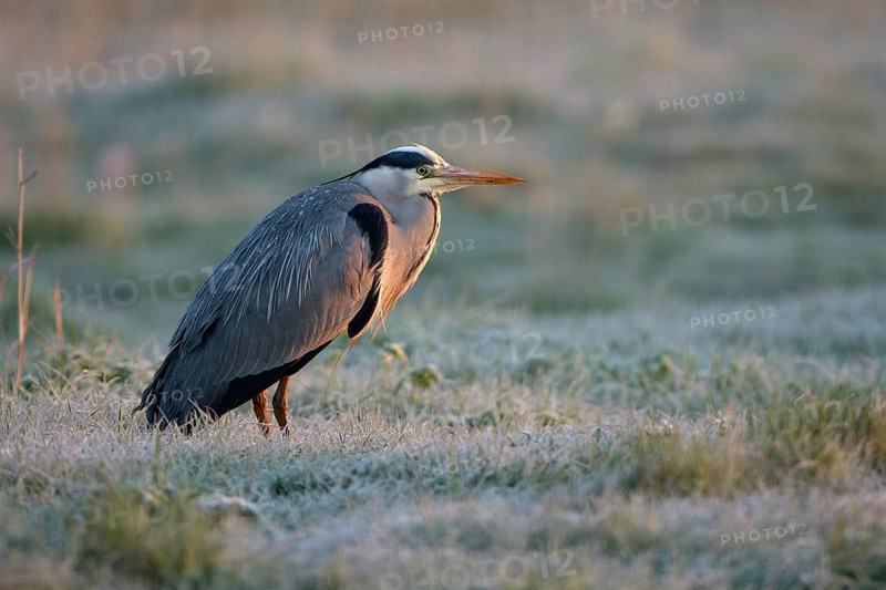 Graureiher (Ardea cinerea), Grey Heron, ruhender Altvogel, morgens, mit Rauhreif, April, Insel Texel, Nordsee, Nordholland, Niederlande