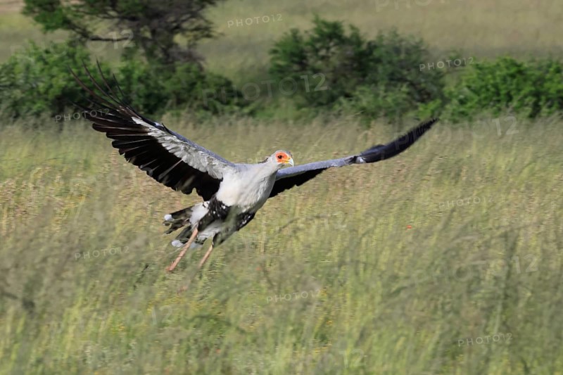 Secretary (Sagittarius serpentarius), adult, hunting, foraging, soaring, Mountain Zebra National Park, Eastern Cape, Eastern Cape, South Africa