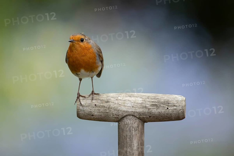 European robin (Erithacus rubecula) adult garden bird on a fork handle, England, United Kingdom