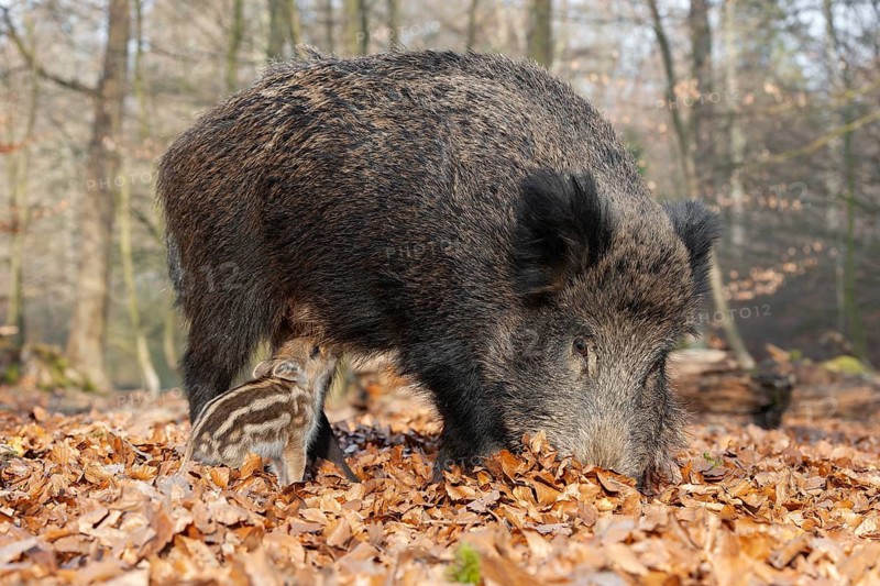 Wild boar, wild boar (Sus scrofa), a female suckling a young boar in the forest, Germany
