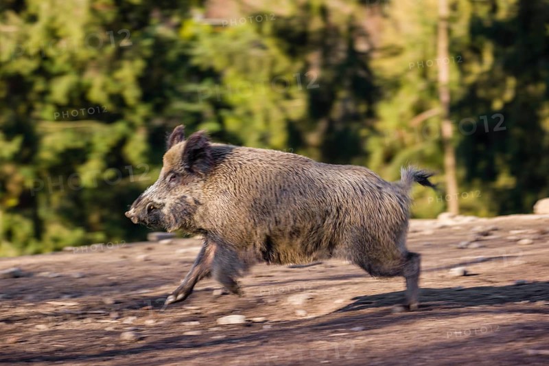 A wild boar (Sus scrofa) runs across a clearing
