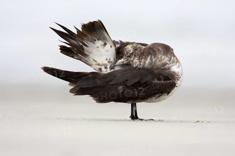 Parasitic Jaeger (Stercorarius parasiticus), Schleswig-Holstein, Germany