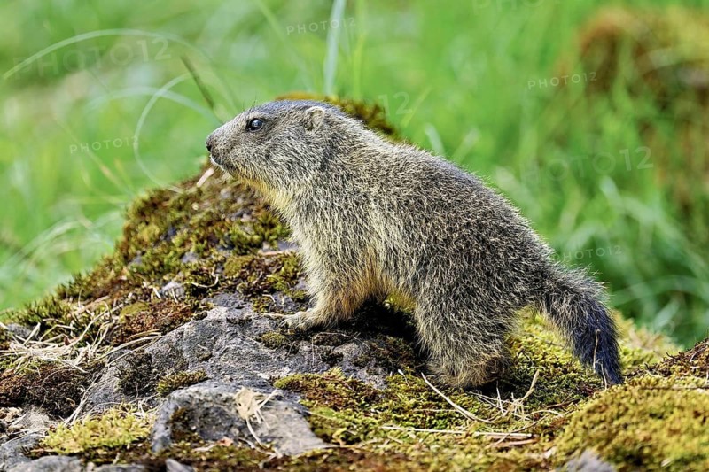 Young alpine marmot (Marmota marmota), standing on rocks, Switzerland