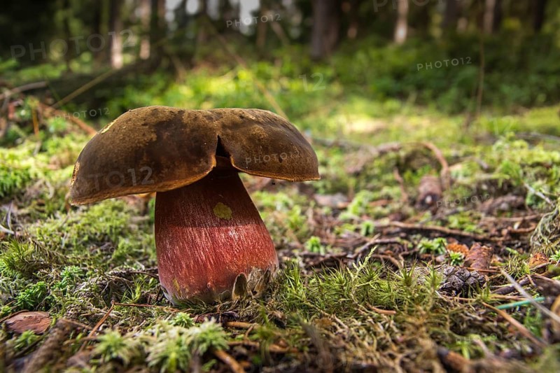 Boletaceae, Boletus Erythropus, Boletus luridiformis, thick-bolete relatives, thunder mushroom, flake-stemmed witch bolete, flaky, witch mushroom, Neoboletus luridiformis, cobbler mushroom, fir mushroom, gypsy, dotted stem bolete, fungi, fungus, mushrooms