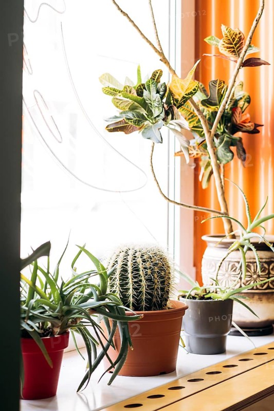 A captivating Mexican interior scene featuring an array of cacti and vibrant green plants in colorful pots by a sunlit window, creating a warm and inviting atmosphere