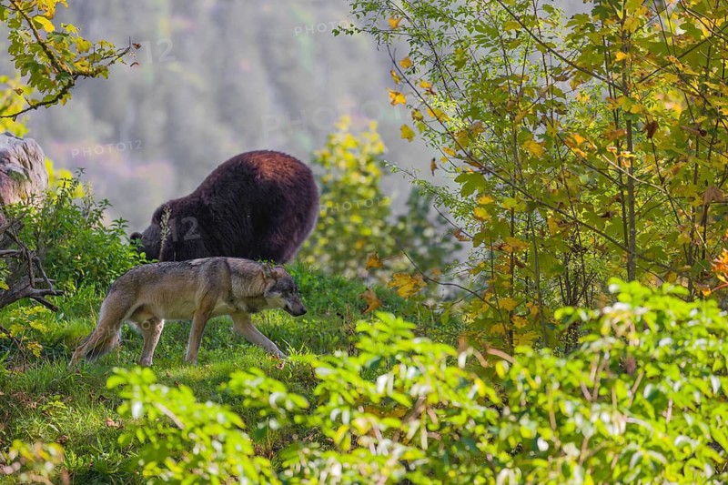 A eurasian gray wolf (Canis lupus lupus) meets an european brown bear (Ursus arctos arctos)