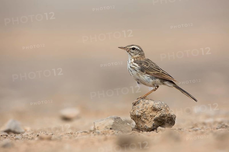 Berthelot's Pipit (Anthus berthelotii) on ground, Lanzarote, Spain