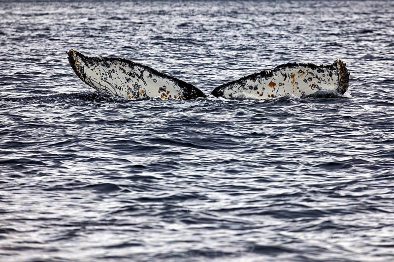 Two humpback whale fins protrude from the moving seawater, The fluke of a diving humpback whale in the Antarctic (Megaptera novaeangliae)