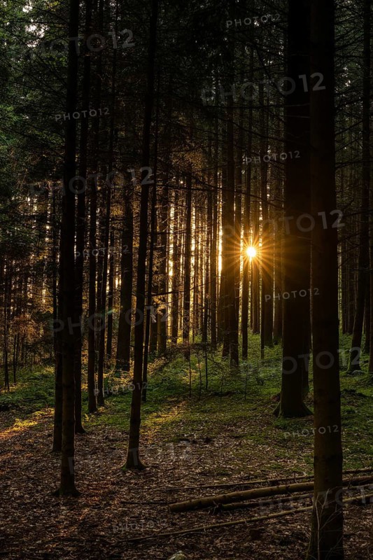 Nature, forest, light and shadow