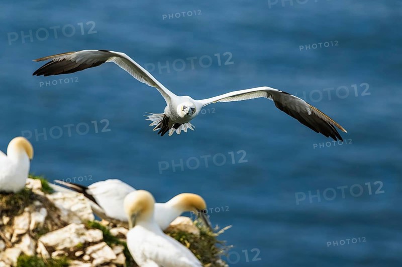 Northern Gannet, Morus bassanus, bird in flight over sea
