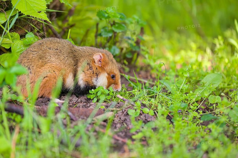 A European hamster (Cricetus cricetus), Eurasian hamster, black-bellied hamster or common hamster, collects herbs, grass and daisies on a meadow