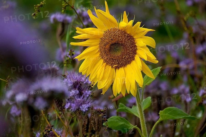 A large yellow sunflower surrounded by tansy phacelia (Phacelia tanacetifolia), also known as ‘bee's friend', Münsterland, North Rhine-Westphalia, Germany