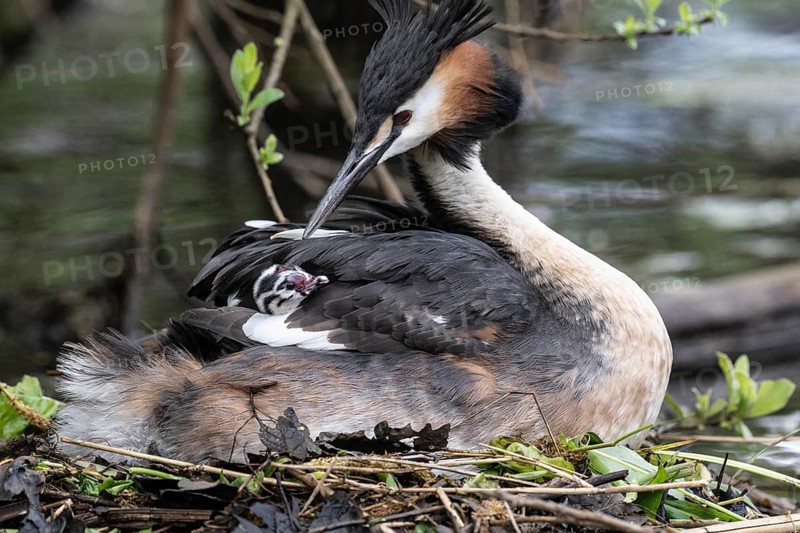 Great Crested Grebe (Podiceps Scalloped ribbonfish) with juveniles), Emsland, Lower Saxony, Germany