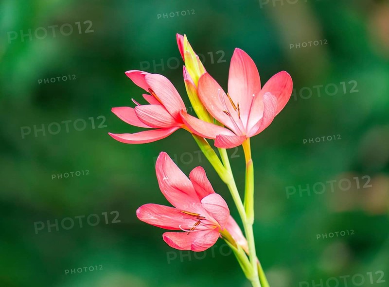 Close up of vibrant red flowers on delicate stems, set against a blurred green background. The petals are open, showcasing intricate details and a sense of natural elegance