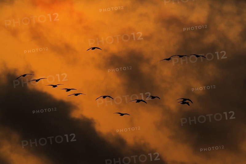 Greater White-fronted Goose (Anser albifrons) flock flying, North Rhine-Westphalia, Germany