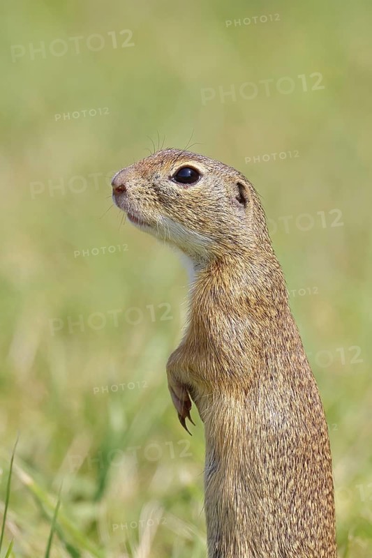 European ground squirrel (Spermophilus citellus) standing upright in a meadow, animal portrait, Burgenland Austria