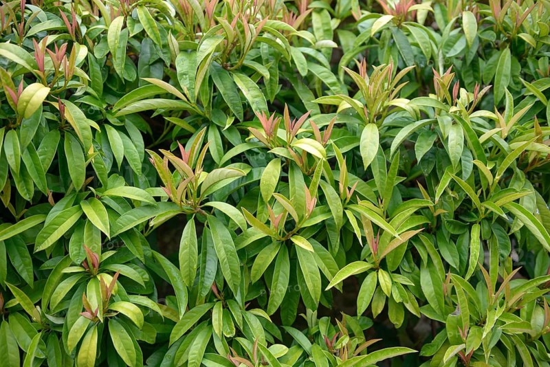 Climbing snowball (Pileostegia viburnoides), Cotehele, Great Britain