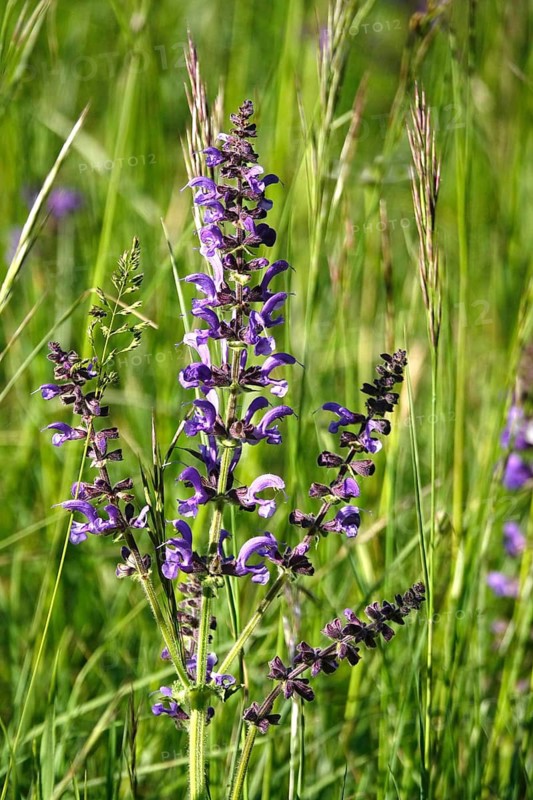 Meadow sage (Salvia pratensis), May, Baden-Württemberg, Germany
