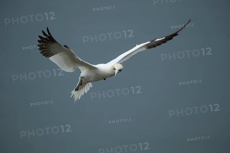 Northern gannet (Morus bassanus) adult bird in flight, Yorkshire, England, United Kingdom