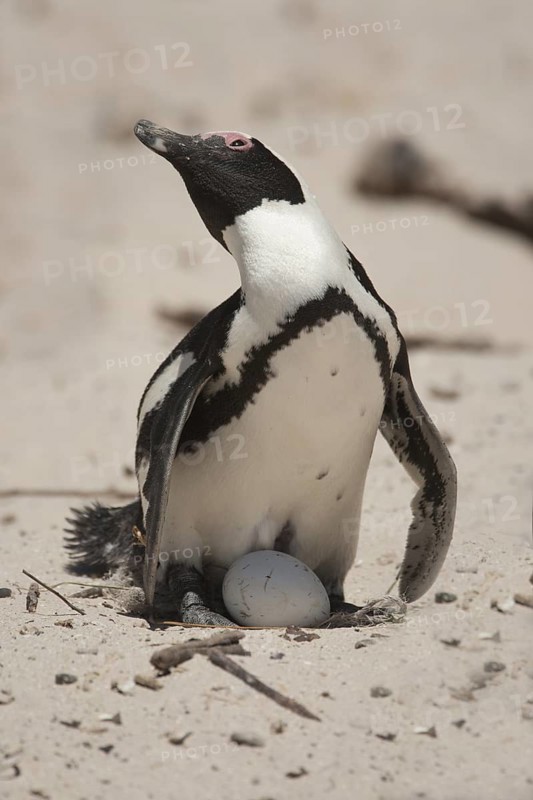 African Penguin (Spheniscus demersus) with egg, South Africa
