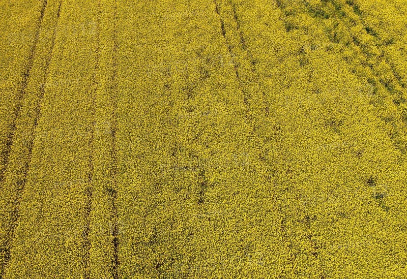 Drone image of a rape field in summer, from above, agricultural landscape, Innviertel, Upper Austria, Austria