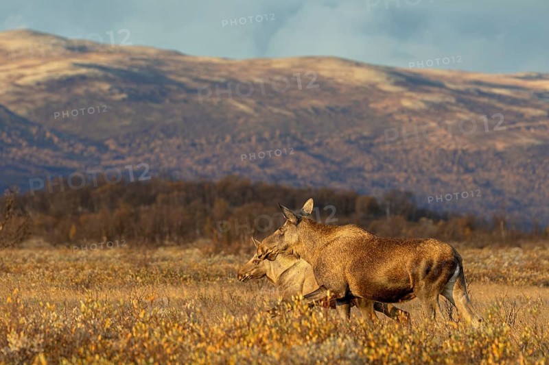 The moose calf (Alces alces) observes and registers every change in its mother's behaviour and direction, the look gives it away, moose rut, rutting season, autumn, Ruska, September, Norway