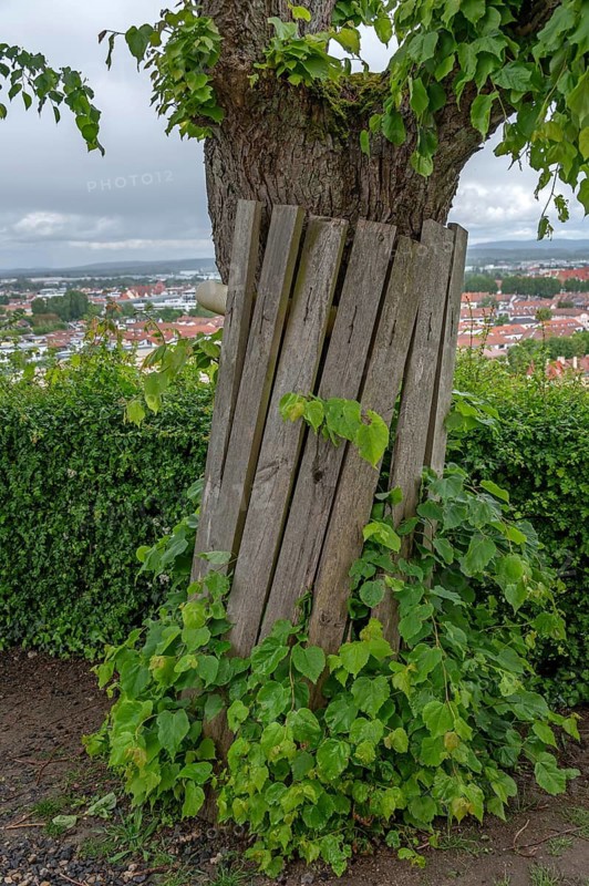 Tree protection for a lime tree (Tilia) at a construction site, Bamberg, Upper Franconia, Bavaria, Germany