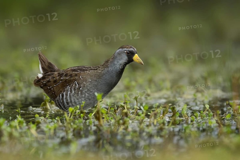 Sora (Porzana carolina), Texas, USA