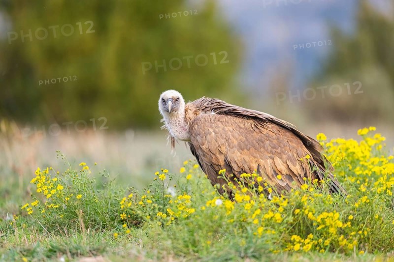 Griffon Vulture (Gyps fulvus) sitting on a flowering meadow in autumn, Pyrenees, Catalonia, Spain