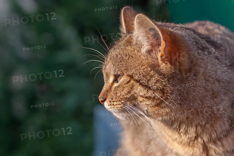 Cat in side view with tiger pattern enjoying the sun outdoors, Palatinate, Rhineland-Palatinate, Germany