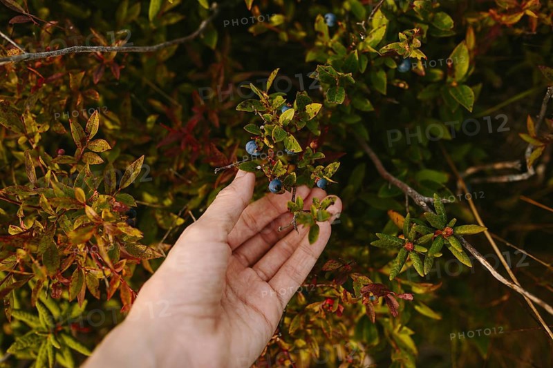 Cropped unrecognizable hand delicately picks wild blueberries amidst vibrant autumn foliage in Sherwink, Trinity, Newfoundland & Labrador, Canada. The mix of red, green, and orange leaves enhances the natural appeal of this serene foraging scene