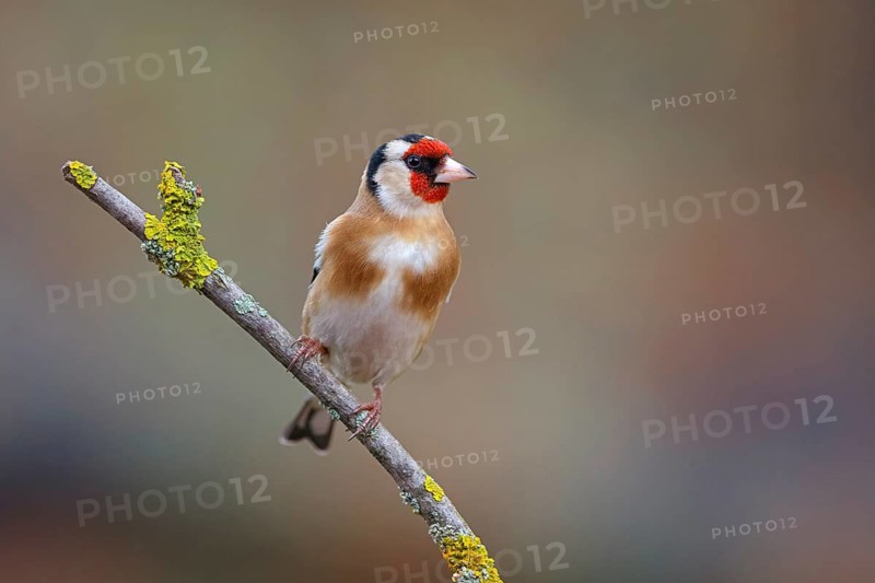 Goldfinch, goldfinch, (Carduelis carduelis), biotope, habitat, foraging, perch, Worms, Rhineland-Palatinate, Germany