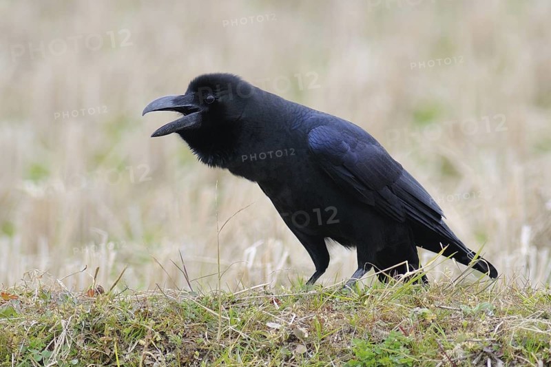 Large-billed Crow (Corvus macrorhynchos) calling, Arasaki, Japan
