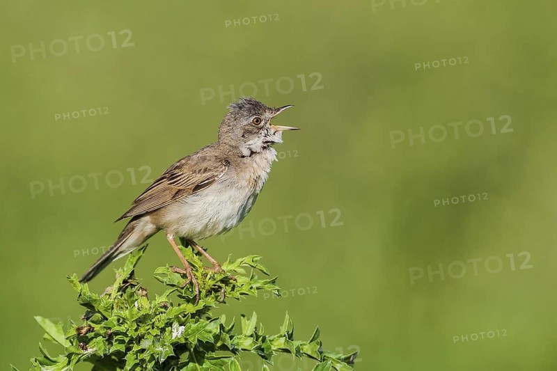 Dorngrasmücke (Sylvia communis) Whitethroat, male