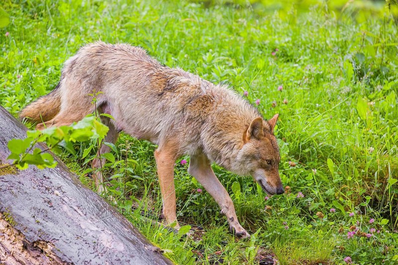 A female Eurasian gray wolf (Canis lupus lupus) runs down a hill behind a lying tree trunk