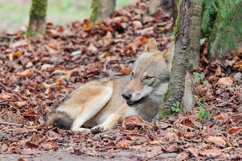 An adult female grey wolf (Canis lupus lupus) rests on the edge the forest